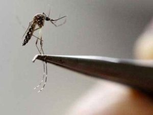 Chikungunya, dengue, malaria sting New Delhi; over 1,700 people affected