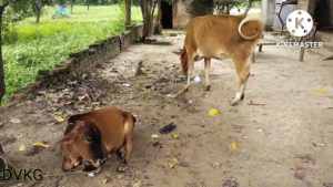 Essay on cow | Gaya ke upar nibandh hindi mein | COW |